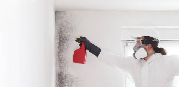 Trusted Sandy Springs, SC Mold Removal Experts