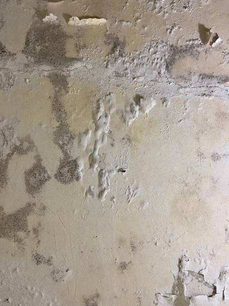 Best Mold Testing and Removal  in Sandy Springs, SC