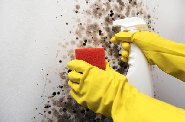 Best Best Mold Removal Companies  in Sandy Springs, SC