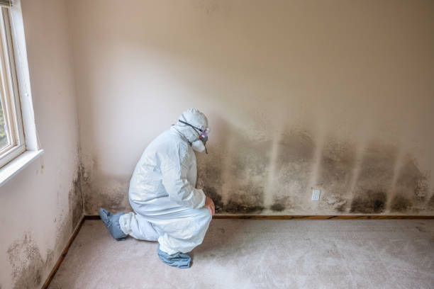 Best Office Mold Removal Services  in Sandy Springs, SC