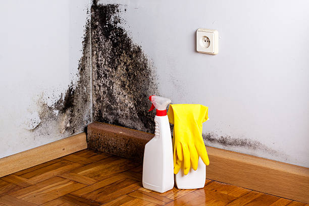 Best Residential Mold Removal  in Sandy Springs, SC