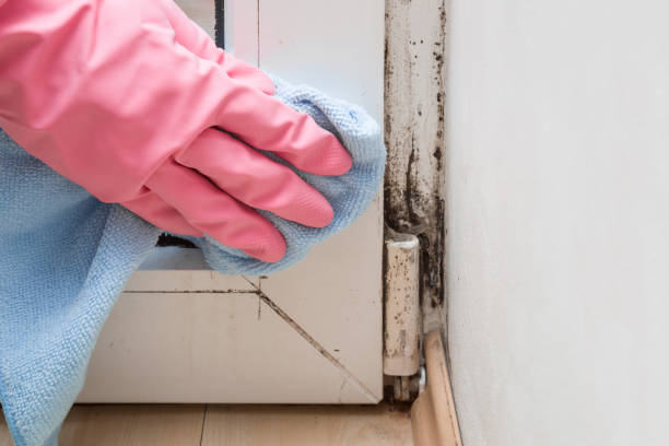 Best Professional Mold Removal  in Sandy Springs, SC