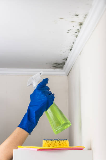 Best Black Mold Removal  in Sandy Springs, SC